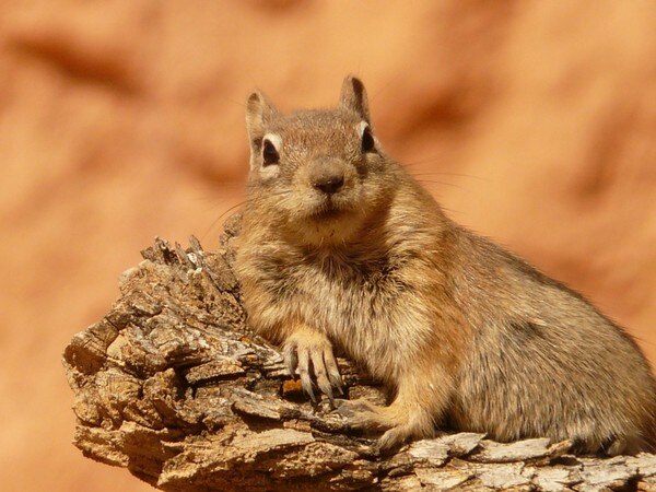 Squirrels inspire new stroke treatments Squirrels inspire new stroke treatments