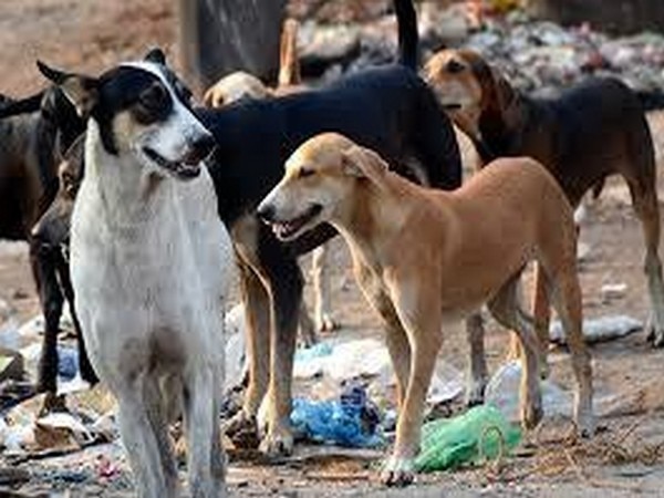 Andhra Pradesh: Stray dogs maul nine-year-old boy to death Andhra Pradesh: Stray dogs maul nine-year-old boy to death