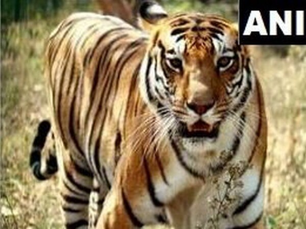 17-yr old tiger not consuming food in Lucknow 17-yr old tiger not consuming food in Lucknow