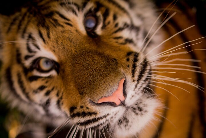 Only 13% tiger conservations meet global standards Only 13% tiger conservations meet global standards
