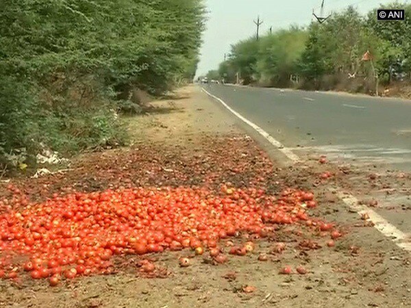 MP farmer forced to throw 100 crates of tomatoes MP farmer forced to throw 100 crates of tomatoes