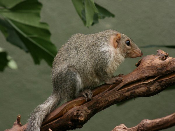 Tree shrews violate mammal rules! Tree shrews violate mammal rules!