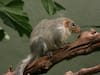 Tree shrews violate mammal rules!