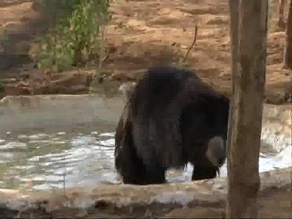 Bhopal: Animals beat the heat with coolers Bhopal: Animals beat the heat with coolers