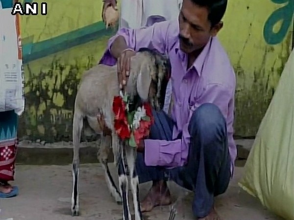 Odisha: Animals sacrificed at Chhatar Jatra despite court ban Odisha: Animals sacrificed at Chhatar Jatra despite court ban