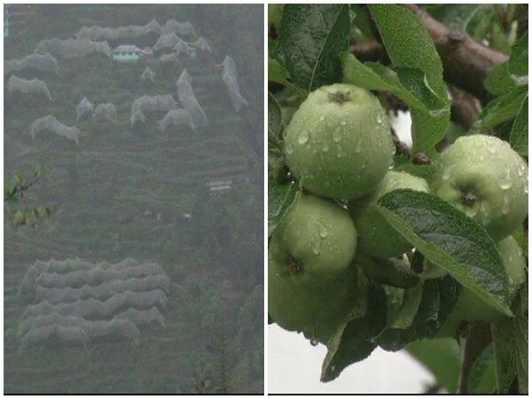 Farmers in Himachal using anti-hail nets to protect apple groves Farmers in Himachal using anti-hail nets to protect apple groves