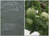 Farmers in Himachal using anti-hail nets to protect apple groves