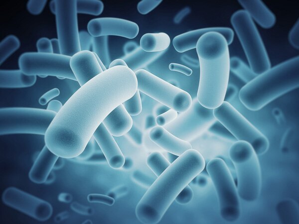 Genetic change in gut bacteria alters host metabolism Genetic change in gut bacteria alters host metabolism