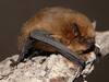 Red lights at night hazardous to migratory bats