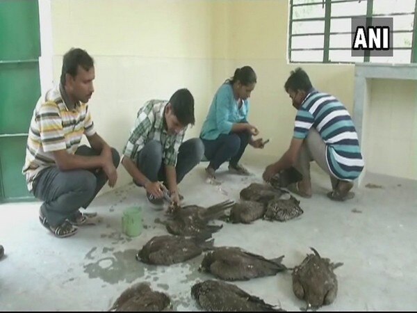 Siliguri: Over 20 black kites found dead Siliguri: Over 20 black kites found dead