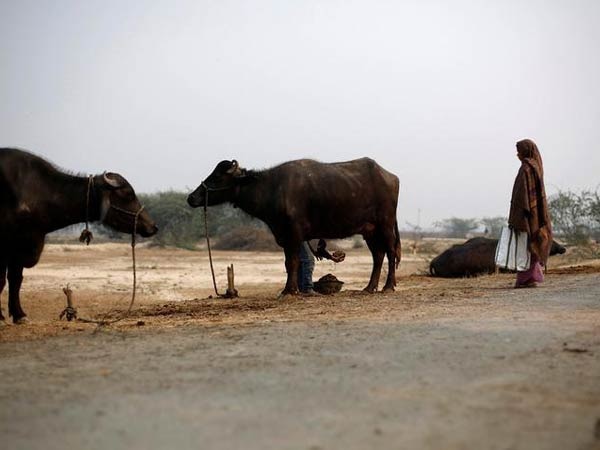 UP Police begins 'buffalo hunt' after BJP MLA files plaint UP Police begins 'buffalo hunt' after BJP MLA files plaint