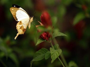 Kanpur gets its first butterfly park Kanpur gets its first butterfly park
