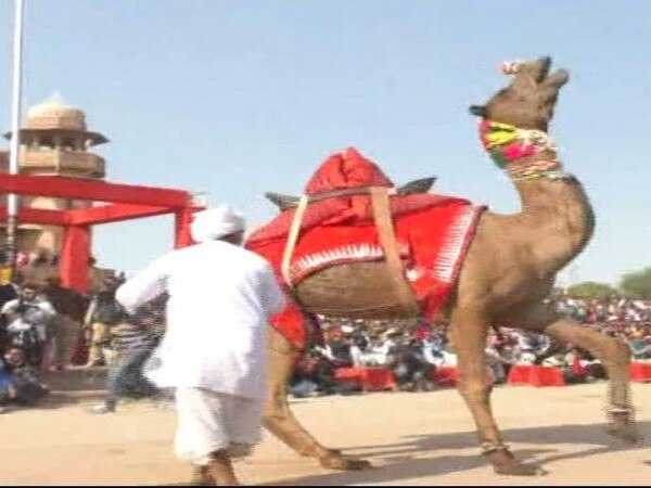 International Camel festival organised in Rajasthan International Camel festival organised in Rajasthan