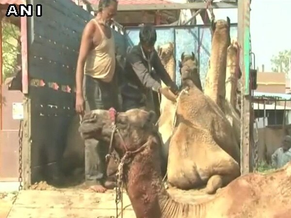 Karnataka: 4 held for smuggling 13 camels Karnataka: 4 held for smuggling 13 camels