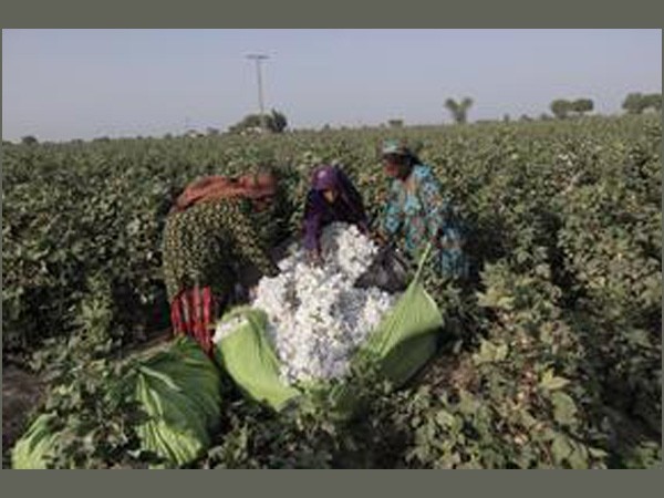 Pakistan likely to allow cotton import from India with tough conditions Pakistan likely to allow cotton import from India with tough conditions