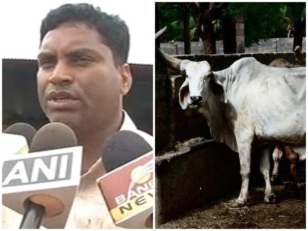 200 cows die:  Owner of cow shelter arrested 200 cows die:  Owner of cow shelter arrested