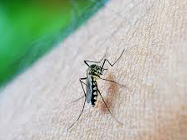 Spraying indoor may protect you from dengue during this season Spraying indoor may protect you from dengue during this season