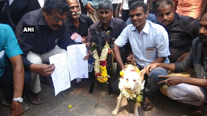 Divorce petition filed against dog, goat marriage Divorce petition filed against dog, goat marriage