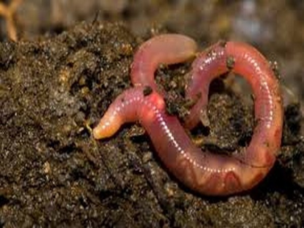 Indian researchers discover two new species of earthworm  Indian researchers discover two new species of earthworm