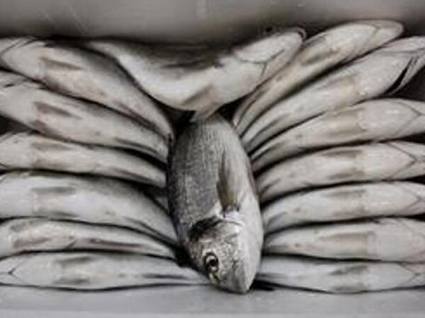 Consuming fish weekly guarantee for better sleep, higher IQ: Study Consuming fish weekly guarantee for better sleep, higher IQ: Study