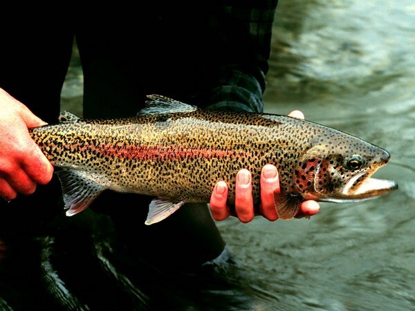 New technique could lower numbers of fish required in research  New technique could lower numbers of fish required in research