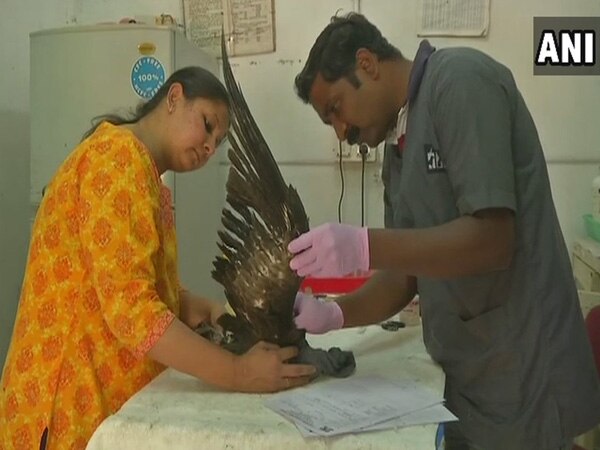 Kite festival: Gujarat govt. starts first-aid initiative for injured birds Kite festival: Gujarat govt. starts first-aid initiative for injured birds