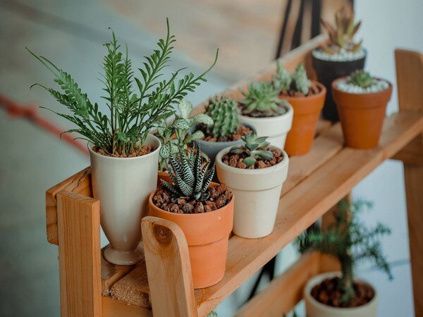 Now houseplants can monitor your home's health Now houseplants can monitor your home's health