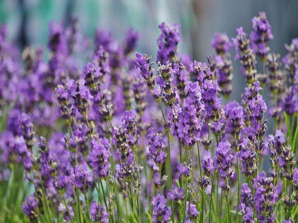 Therapy-lavender-anxiety-patients Therapy-lavender-anxiety-patients