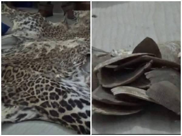 Leopard skin, pangolin scale seiezed in Bandipora, two arrested Leopard skin, pangolin scale seiezed in Bandipora, two arrested