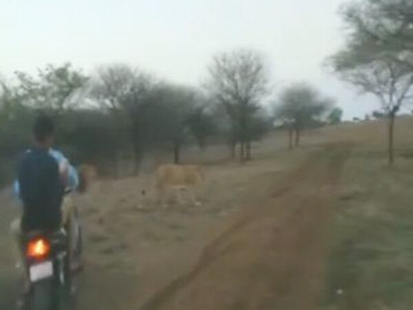 Video of bikers chasing lions in Gir goes viral, three arrested Video of bikers chasing lions in Gir goes viral, three arrested