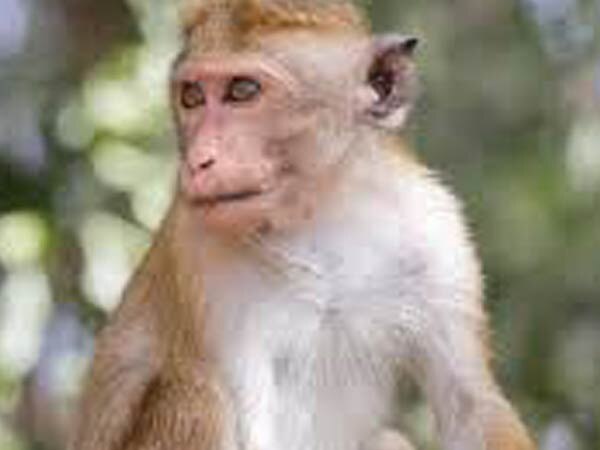 Over 100 monkeys die in a week, poisoning suspected Over 100 monkeys die in a week, poisoning suspected