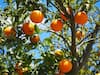 Oranges keep macular degeneration at bay