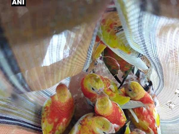 West Bengal: 43 Australian turquoise parakeets worth Rs 14.62 lakh seized West Bengal: 43 Australian turquoise parakeets worth Rs 14.62 lakh seized