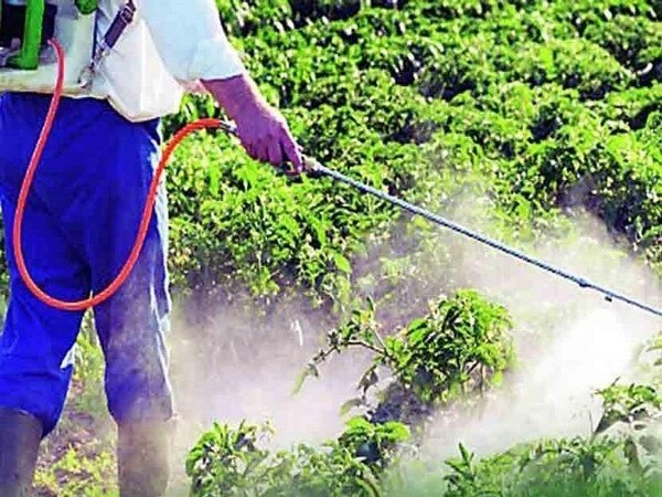 Pesticide Poisoning: 13 die, 468 patients admit in Yavatmal's GMC hospital Pesticide Poisoning: 13 die, 468 patients admit in Yavatmal's GMC hospital