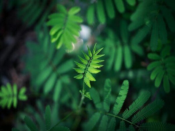 Did you know there's mother-child communication in plants? Did you know there's mother-child communication in plants?