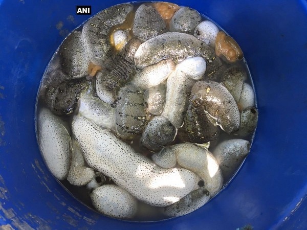 100 kg of sea cucumber seized in Rameswaram 100 kg of sea cucumber seized in Rameswaram