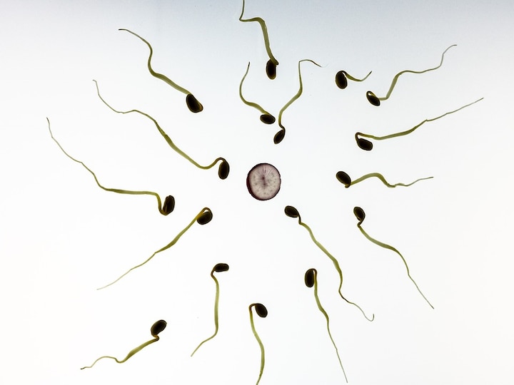 Molecule identified that helps sperm find egg cells Molecule identified that helps sperm find egg cells