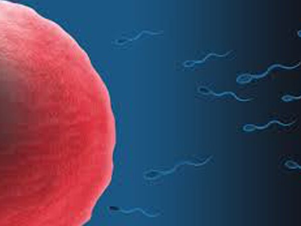 Turning off this gene may affect sperm cell development  Turning off this gene may affect sperm cell development