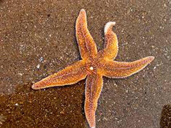 Starfish, anemones protect ecosystems from climate change Starfish, anemones protect ecosystems from climate change