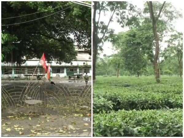 West Bengal: Tea trade unions call for 3-day strike  West Bengal: Tea trade unions call for 3-day strike