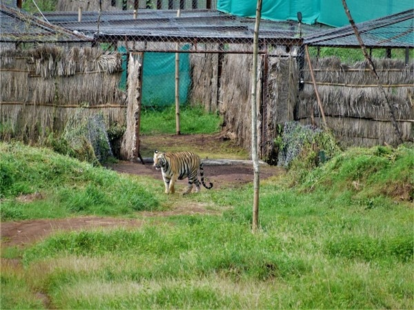 Bandhavgarh tigress released into Satkosia Tiger Reserve Bandhavgarh tigress released into Satkosia Tiger Reserve