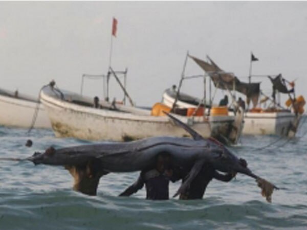 TN fisheries dept. takes action against 22 mechanised boats TN fisheries dept. takes action against 22 mechanised boats