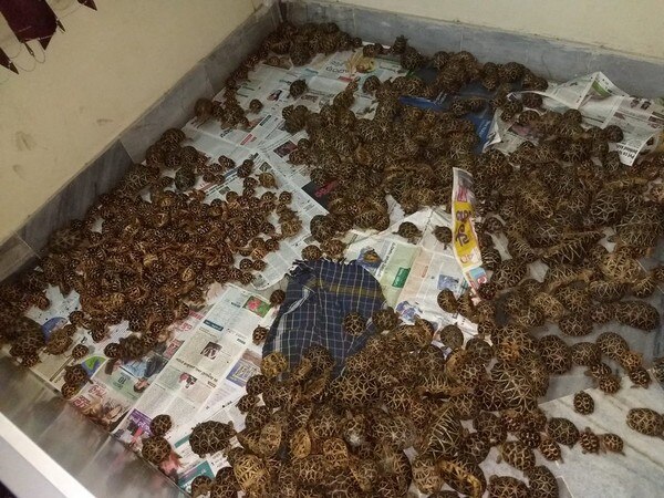 Vizag: 1125 endangered tortoises species seized, 3 arrested Vizag: 1125 endangered tortoises species seized, 3 arrested