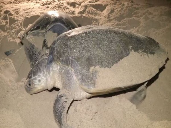 Olive ridley turtles flock to Rushikulya for mass nesting Olive ridley turtles flock to Rushikulya for mass nesting