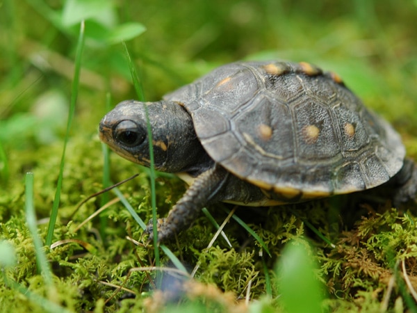 75% of pet reptiles die within a year: Study 75% of pet reptiles die within a year: Study