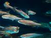 Here\'s why zebrafish always have stripes