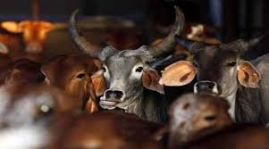 Cow vigilantes attacked in Maharashtra's Ahmednagar district Cow vigilantes attacked in Maharashtra's Ahmednagar district