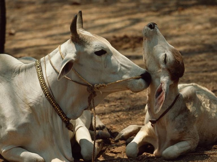 Himachal Pradesh Assembly passes resolution to declare cow as 'Rashtra Mata' Himachal Pradesh Assembly passes resolution to declare cow as 'Rashtra Mata'