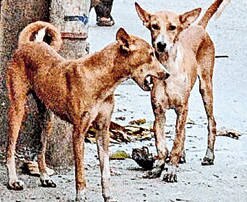 50 dogs burnt alive in TN: Animal Rights activist vows to get culprits arrested 50 dogs burnt alive in TN: Animal Rights activist vows to get culprits arrested