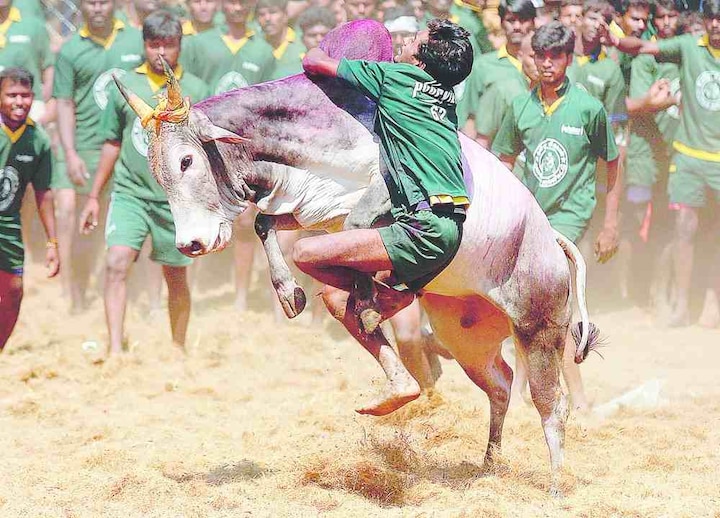 Jallikattu row: SC to hear petitions on January 31 Jallikattu row: SC to hear petitions on January 31